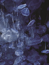 Praca Bogusławy Koszałki