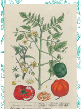 Praca Elizabeth Blackwell 1754-1773