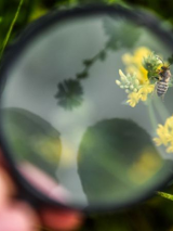 łąka, rośliny, żółte kwiaty, pszczoła widziane przez lupę