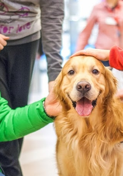 Psiaki też zbierają na dzieciak