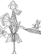 Czarna, konturowa i szczegółowa, botaniczna ilustracja rośliny na białym tle.