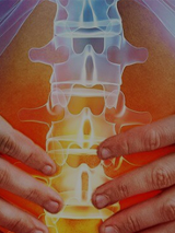 szkielet kręgosłupa