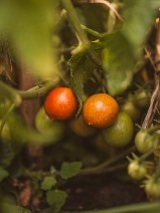 Pomidorki na krzaku.