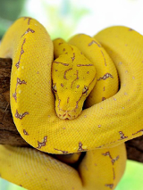 wąż wiszący na gałęzi