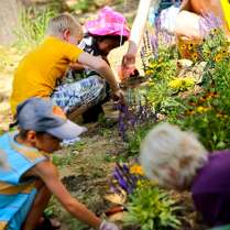 dzieci sadzące lawende