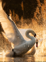 Obrazek przedstawia plakat promujący wystawę pokonkursową Foto-Eko 2021.