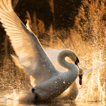 Obrazek przedstawia plakat promujący wystawę pokonkursową Foto-Eko 2021.