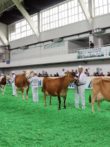 Zdjęcie przedstawia krowy na wystawie w hali MTP.