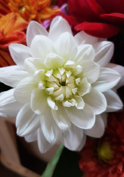 Kwiat - biała dalia