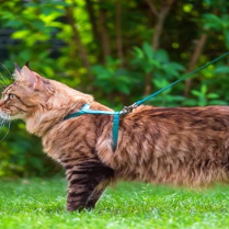 Kot na smyczy widziany z boku, patrzy przed siebie