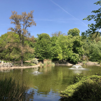 Zdjęcie przedstawia jezioro w środku parku, widać drzewa oraz fontanny.