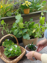 Zdjęcie przedstawiające wiele roślin w doniczkach.