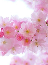 Na zdjęciu kwitnące kwiaty wiśni.