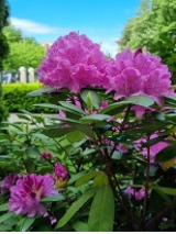 Na pierwszym planie krzew intensywnie różowych kwiatów, w tle nieostry krajobraz: Ogród Zamkowy i niebieskie niebo.