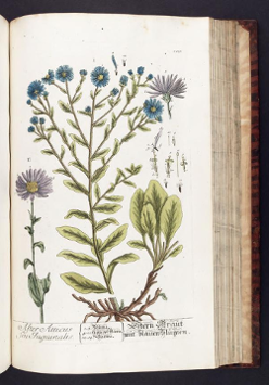 zdjęcie jednej z roślin