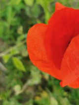 Zdjęcie przedstawia czerwonego kwiatka na tle zieleni.