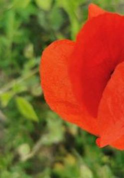 Zdjęcie przedstawia czerwonego kwiatka na tle zieleni.