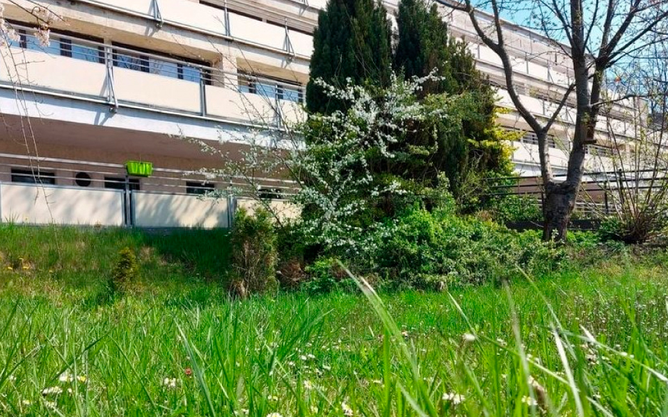 widok trawy i fragmentu budynku DPS przy ul. Ugory - grafika artykułu