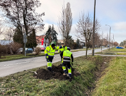 Blisko 200 drzew dzięki PBO