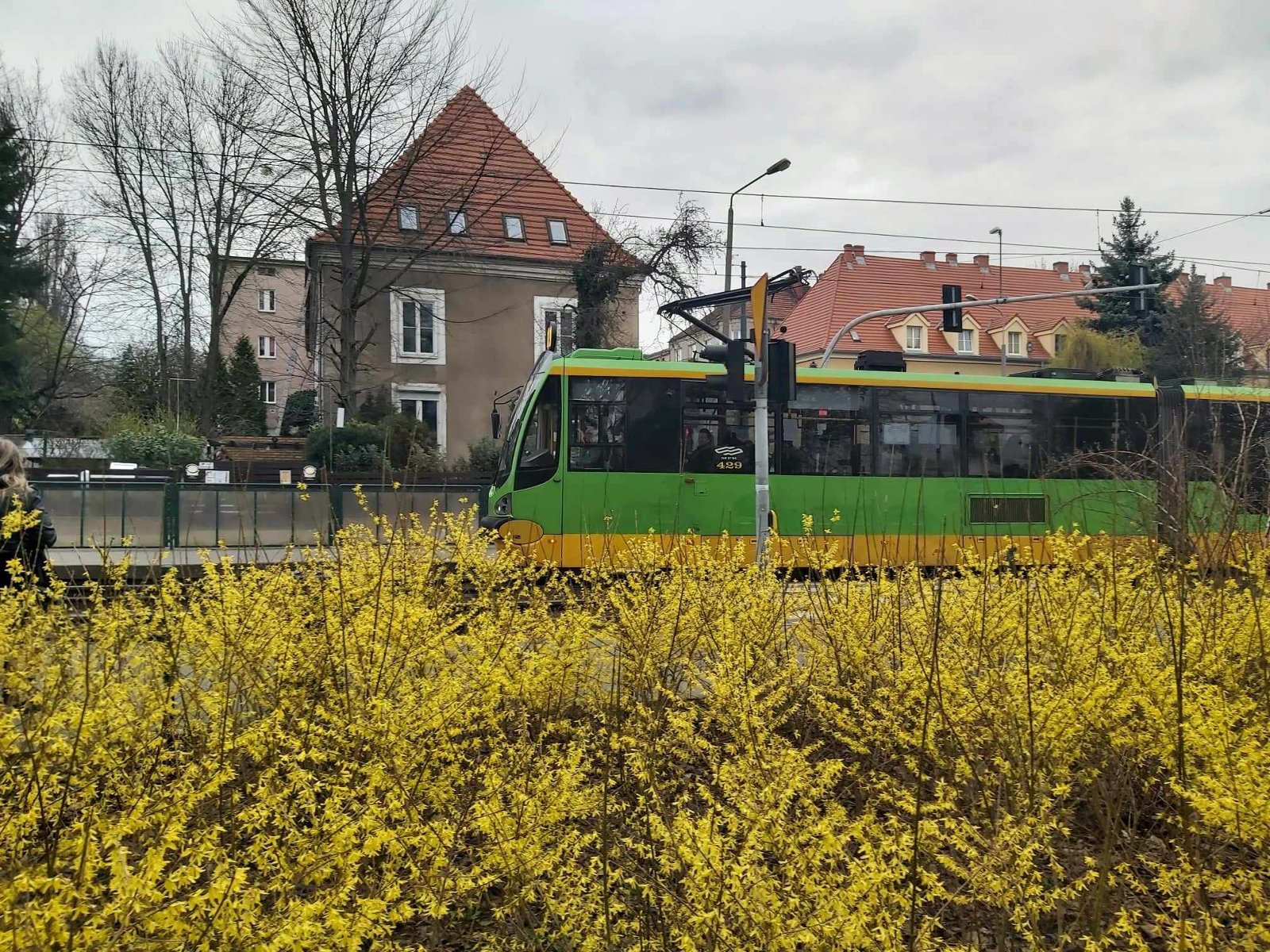 na pierwszym planie żółte krzewy. Na drugim zielony tramwaj. W tle wille na Sołaczu - grafika artykułu