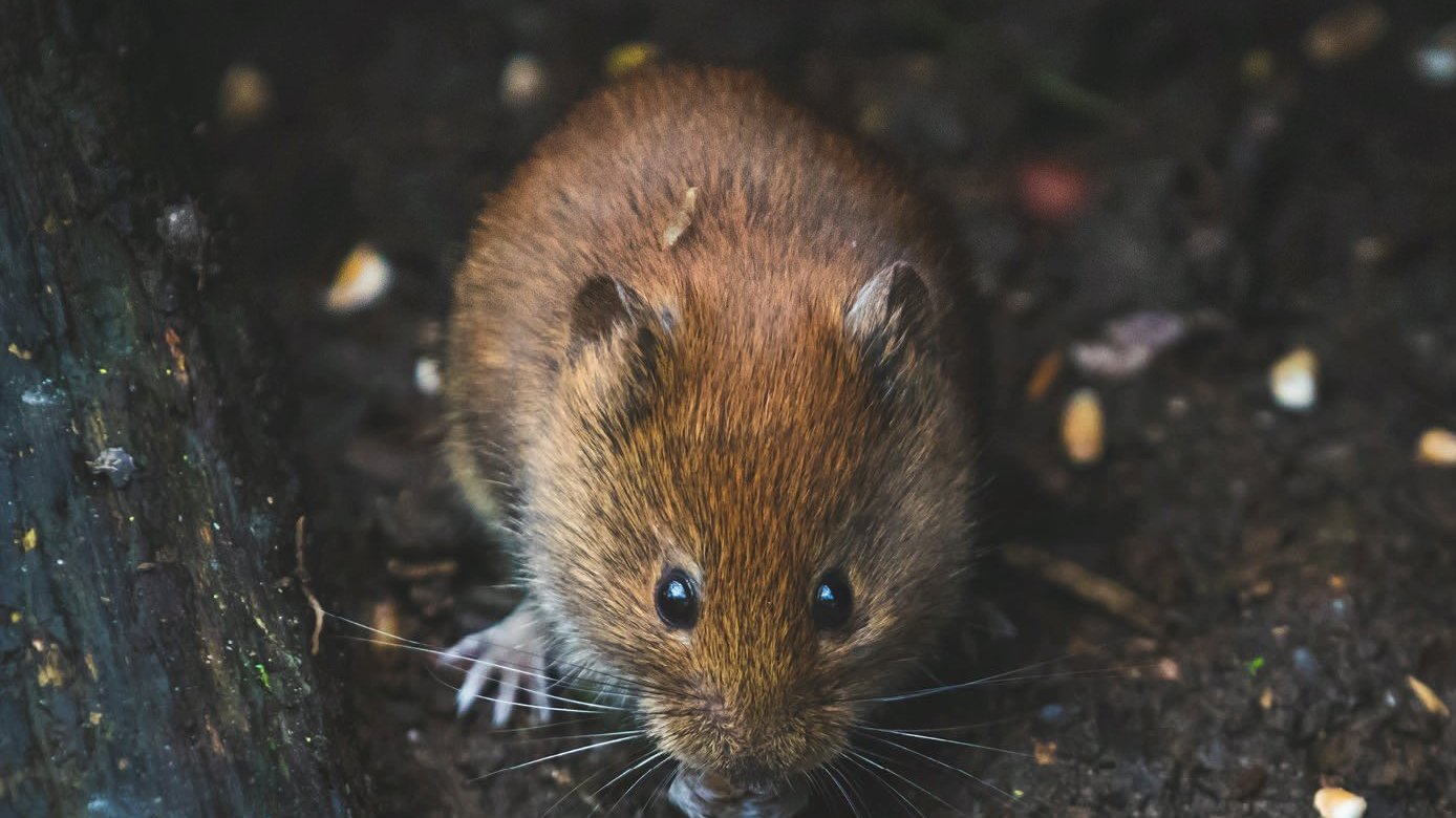 Galeria zdjęć przedstawia brązowego szczura.