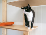 Dzień kota: można odwiedzić mieszkańców schroniska