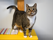 Dzień Kota: trwają zbiórki na rzecz poznańskich kociambrów