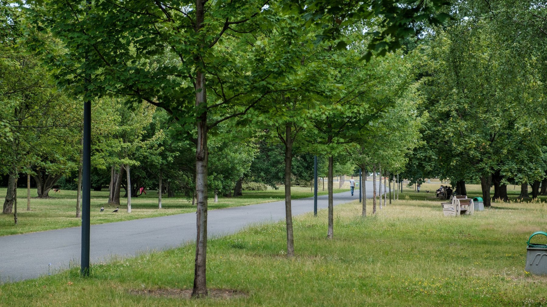 Galeria zdjęć przedstawia drzewa oraz roślinność w parkach