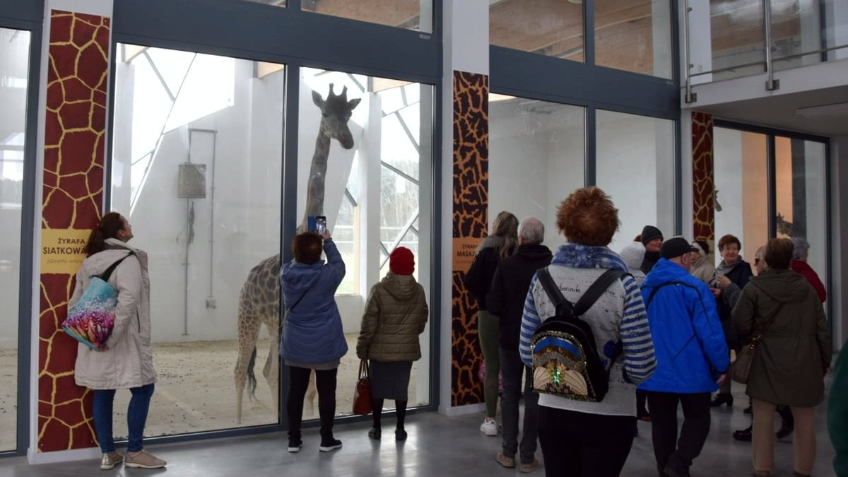 Grupa osób ogląd żyrafę.