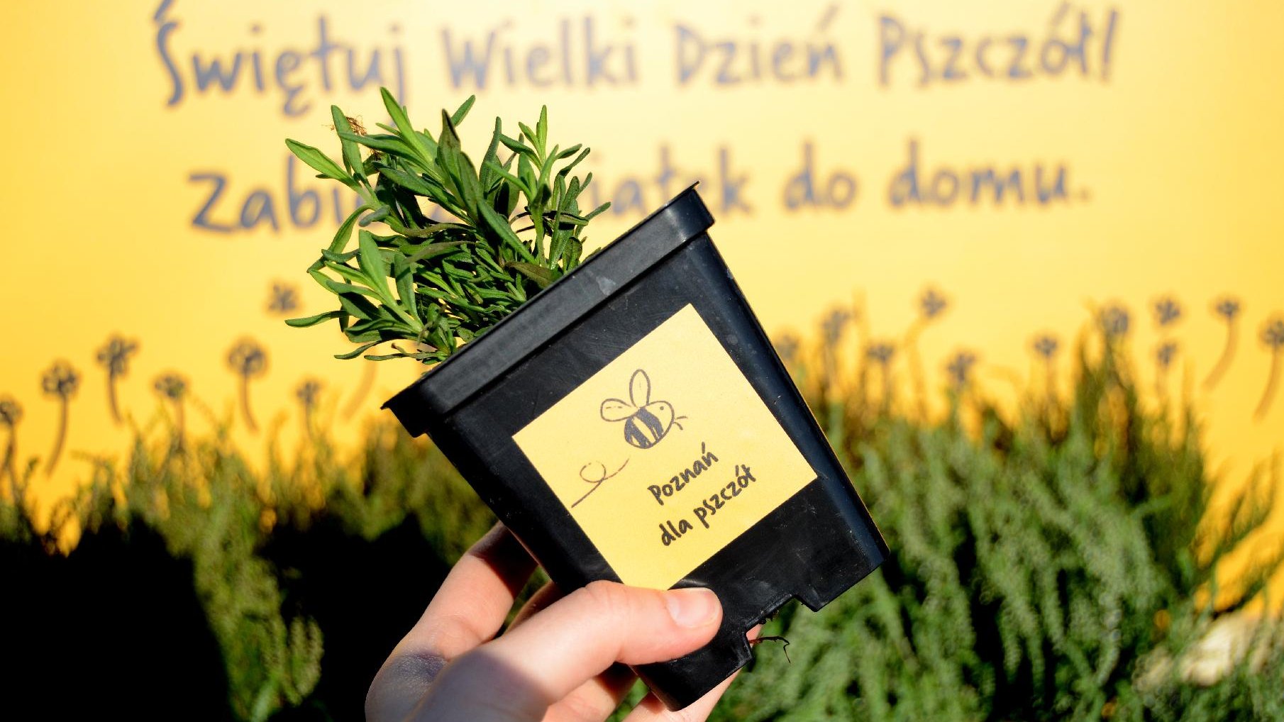 Na zdjęciu znajduje się ręka, która trzyma doniczkę z rośliną. W tle widać napis "Świętuj z nami Wielki Dzień Pszczół. Zabierz kwiatek do domu" - grafika artykułu