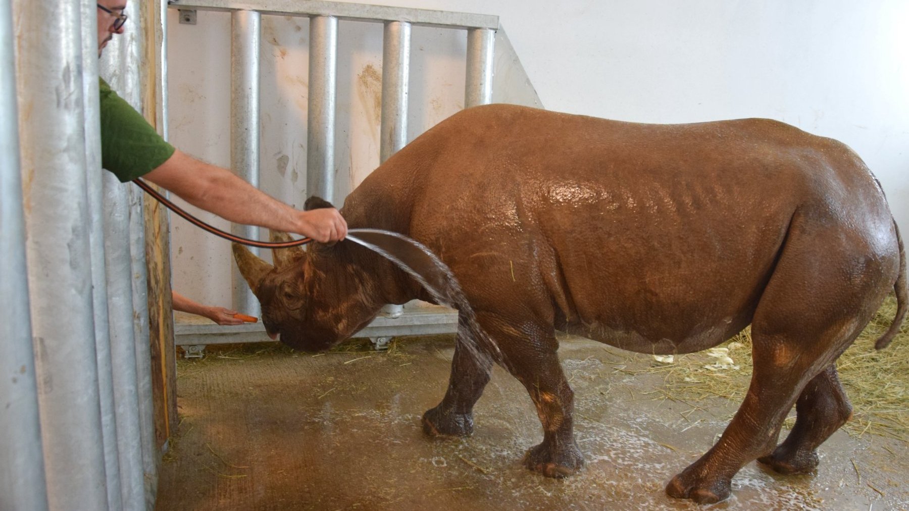 Na zdjęciu nosorożec podczas mycia wodą