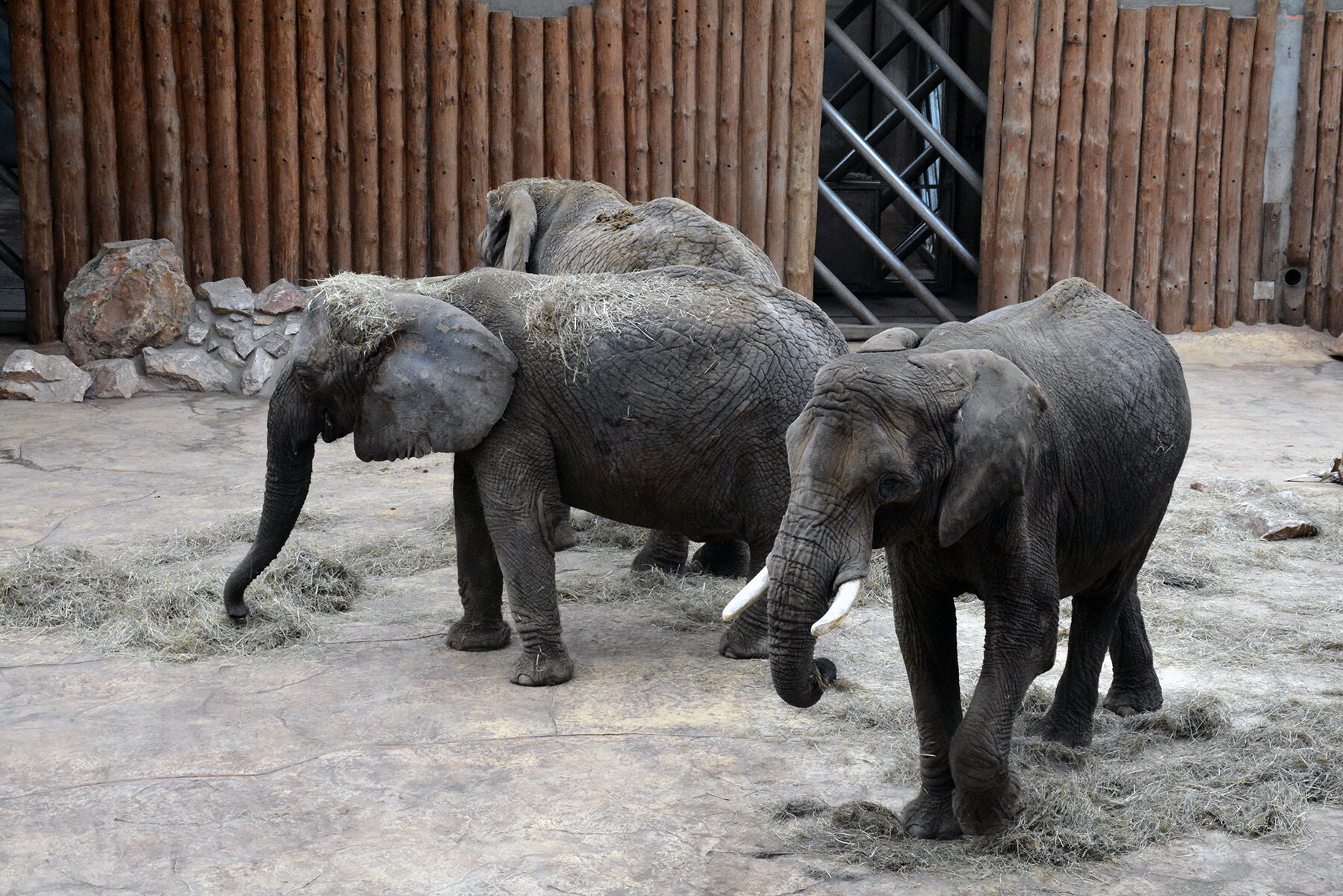 Pracownicy zoo w przyszłości będą prowadzili pokazy kąpieli i zabiegów pielęgnacyjnych słoni - grafika artykułu