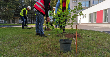Dzięki akcji nasadzeń na terenach Veolii Energii Poznań przybyło 80 drzew iglastych, 15 liściastych oraz pole lucerny siewnej/ fot. Veolia Energia Poznań