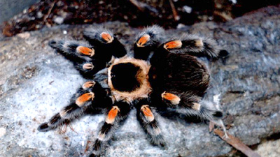 Ptasznik Brachypelma smithi