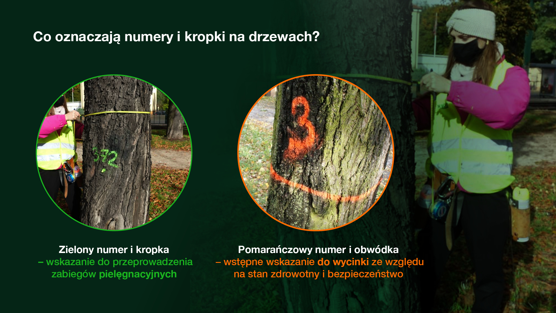 Grafika przedstawia dwa zdjęcia pni drzew, umieszczone w kółkach. Na jednym widać numer i zieloną kropkę, na drugim linię i numer. Pod zdjęciami znajduje się wyjaśnienie, co dane znaki oznaczają. - grafika artykułu