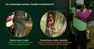 Grafika przedstawia dwa zdjęcia pni drzew, umieszczone w kółkach. Na jednym widać numer i zieloną kropkę, na drugim linię i numer. Pod zdjęciami znajduje się wyjaśnienie, co dane znaki oznaczają.