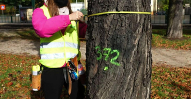 Zdjęcie przedstawia kobietę mierzącą pień drzewa. Na pniu widoczny jest zielony numer i kropka.