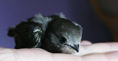 Zdjęcie przedstawia ptaka siedzącego na ludzkiej dłoni. Ptak ma zamknięte oczy.