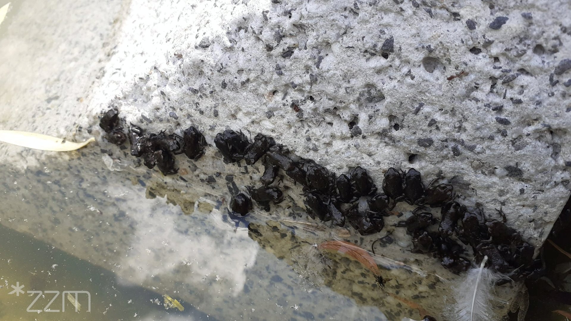 Zdjęcie przedstawia małe ropuchy na betonowym murku. - grafika artykułu