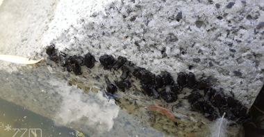 Zdjęcie przedstawia małe ropuchy na betonowym murku.