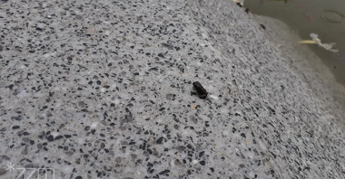 Zdjęcie przedstawia małą ropuchę na betonowym murku.