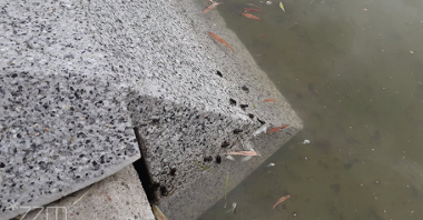 Zdjęcie przedstawia małe ropuchy na betonowym murku. W wodzie widać też małe rybki.