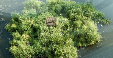 Zdjęcie przedstawia zieloną wyspę wodną. Jest ona pokryta m.in. trawą, znajduje się tam również domek dla ptaków.