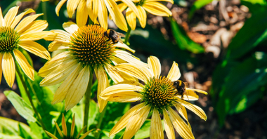 Zdjęcie przedstawia pszczoły na kwiatkach.
