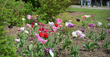 Galeria zdjęć kwiatów przesadzonych z Cytadeli do Ogrodu Botanicznego