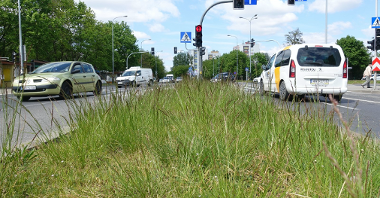 Galeria zdjęć przedstawia łąki pokryte trawa i kwiatami. Tutaj akurat zielona przestrzeń znajduje się przy drodze, po której jeżdżą samochody.