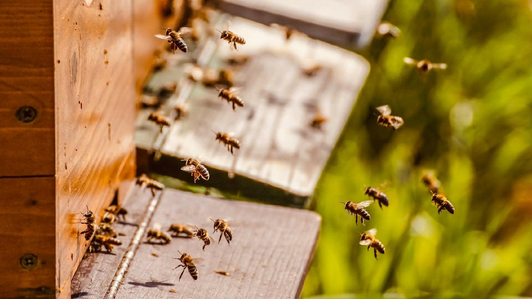 Na zdjęciu ul w zbliżeniu i wlatujące do niego pszczoły - grafika artykułu