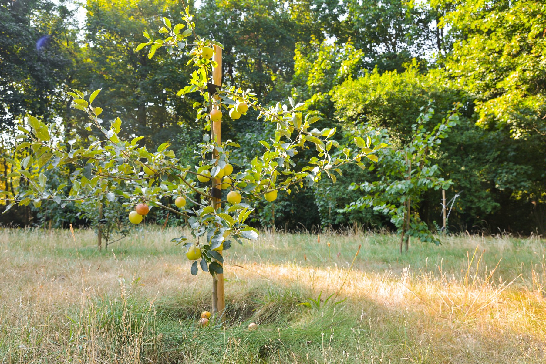 Na zdjęciu mała jabłoń pośród trawy i innych drzew. - grafika artykułu