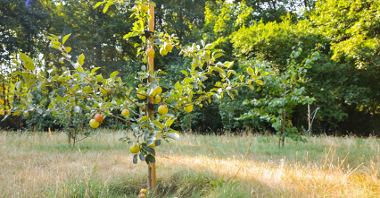 Na zdjęciu mała jabłoń pośród trawy i innych drzew.