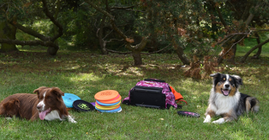 Na zdjęciu dwa psy leżące na trawie, między nimi dyski i sprzęt do ćwiczeń